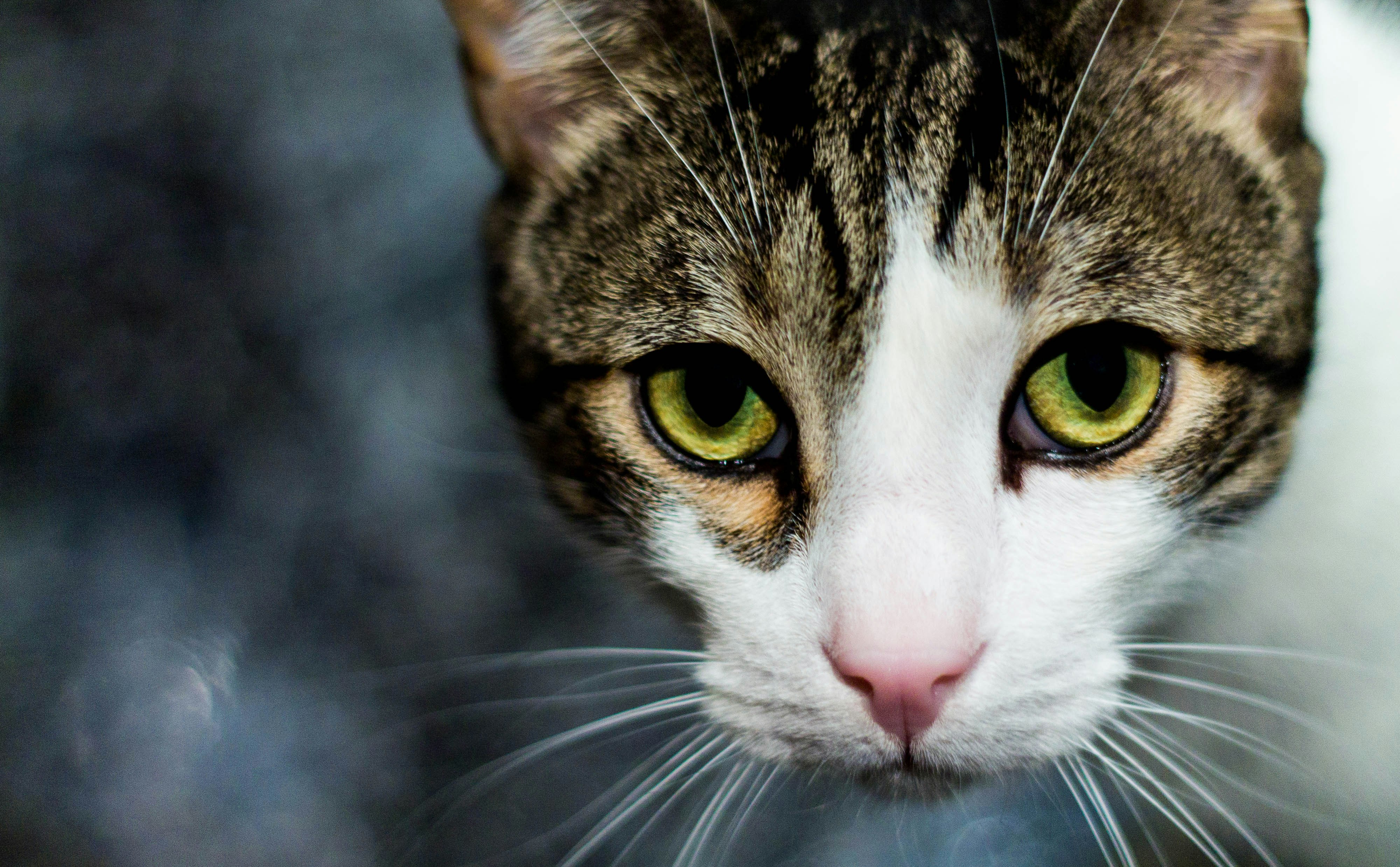 selective focus photography of brown and white cat